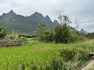 69424F42-82B7-4F18-B20A-F372B159D830_1_105_c