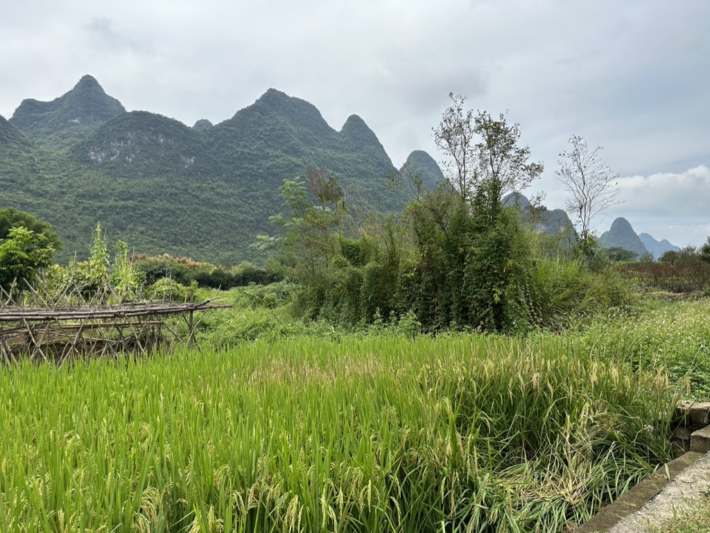 69424F42-82B7-4F18-B20A-F372B159D830_1_105_c